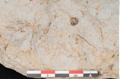 Foto (Objekt + Etikett) von Podocarpus parkeri Ettingshausen (NHMW-GEO-2024-0188-10164b)